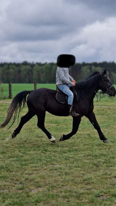 Sprzedam siwego walacha ślaskiego
