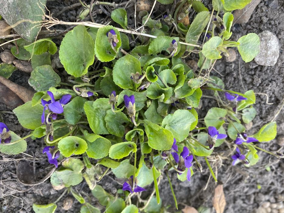 Фиалка лесная