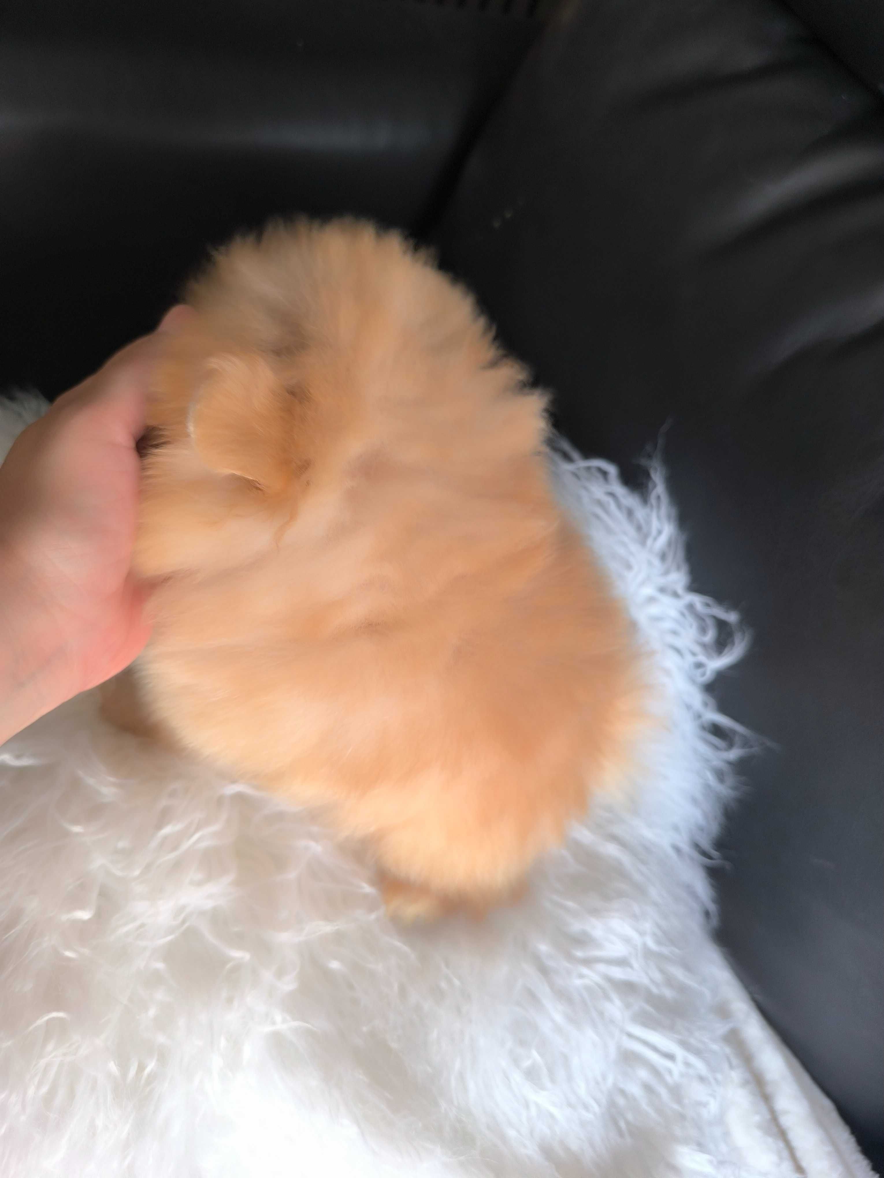 Lulu da Pomerânia Lop e Afixo.  Menina  Mini. Ursinha maravilhosa.