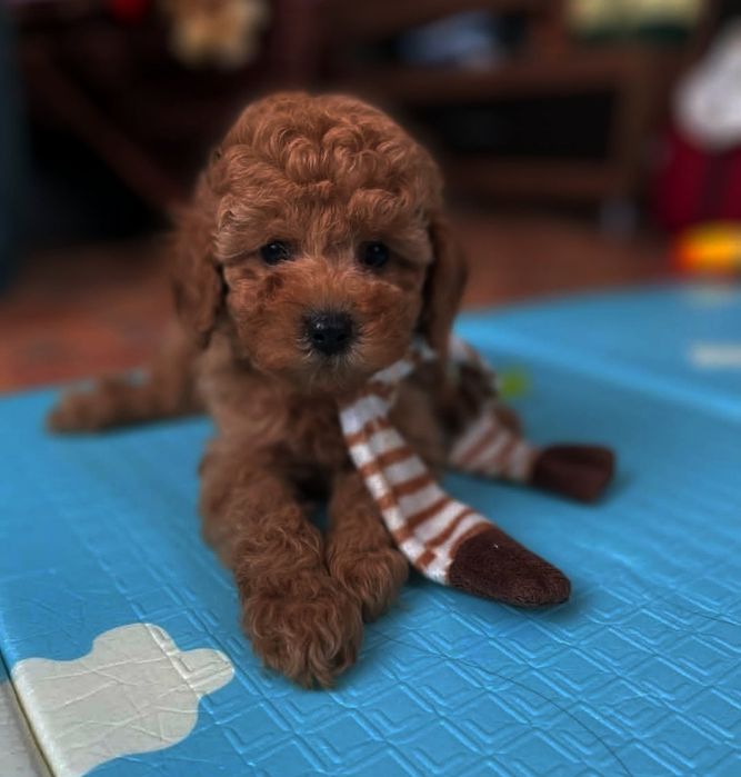 Неймовірний.  красунчик той пуделЬ