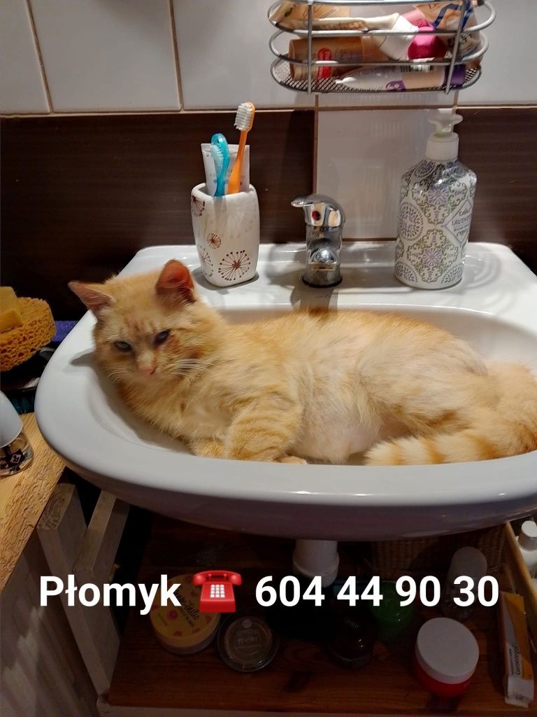 Płomyki, rudy kocurek szuka domu!