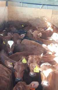 Ферма продает телят бычков