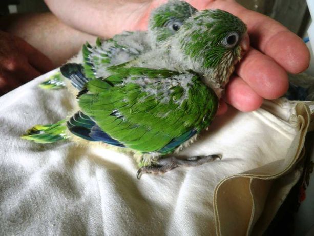 Зеленый молодой попугай монах