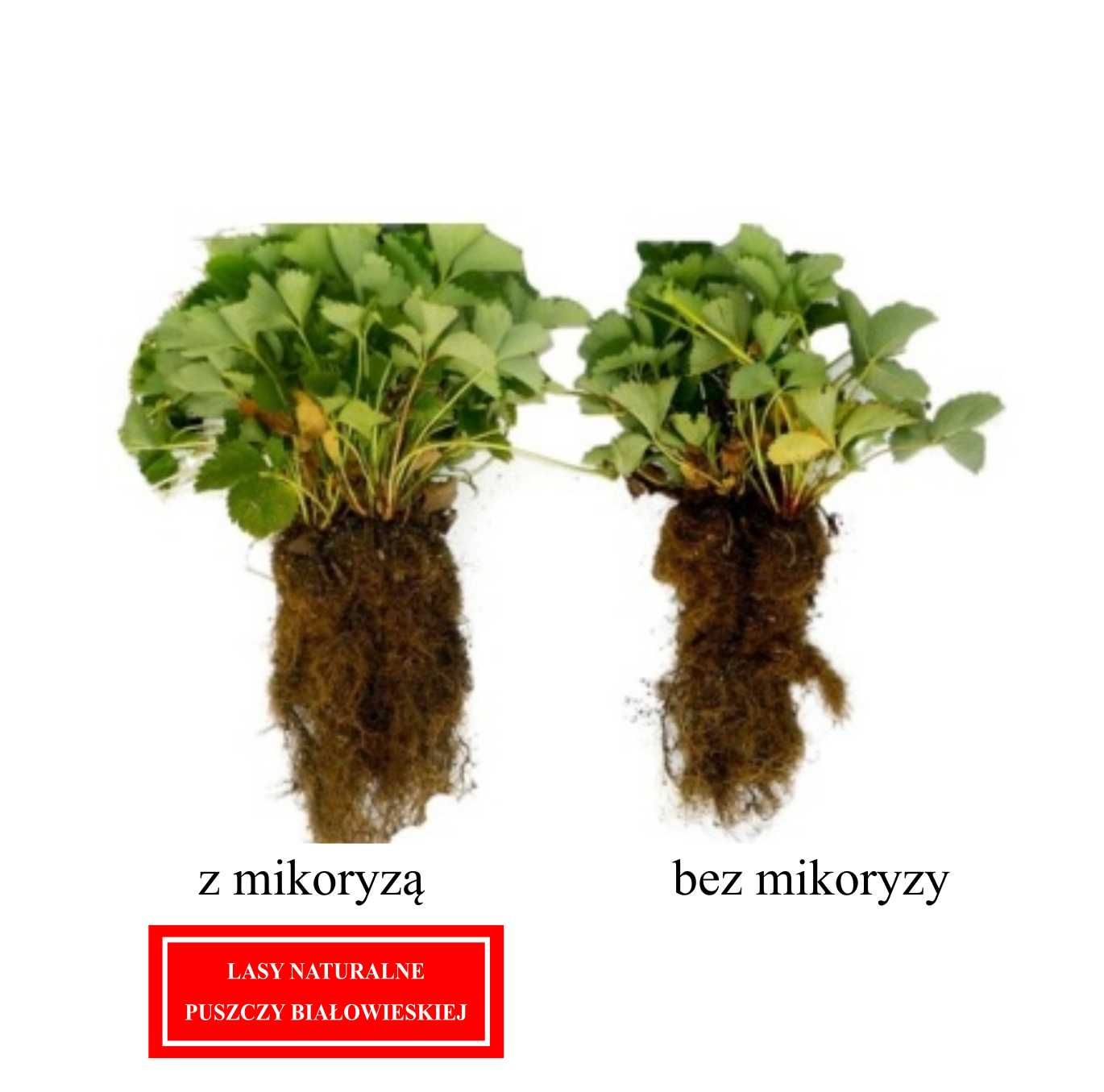 Mikoryza uniwersalna, trichoderma, bacillus subtilis 4 L/260 roślin