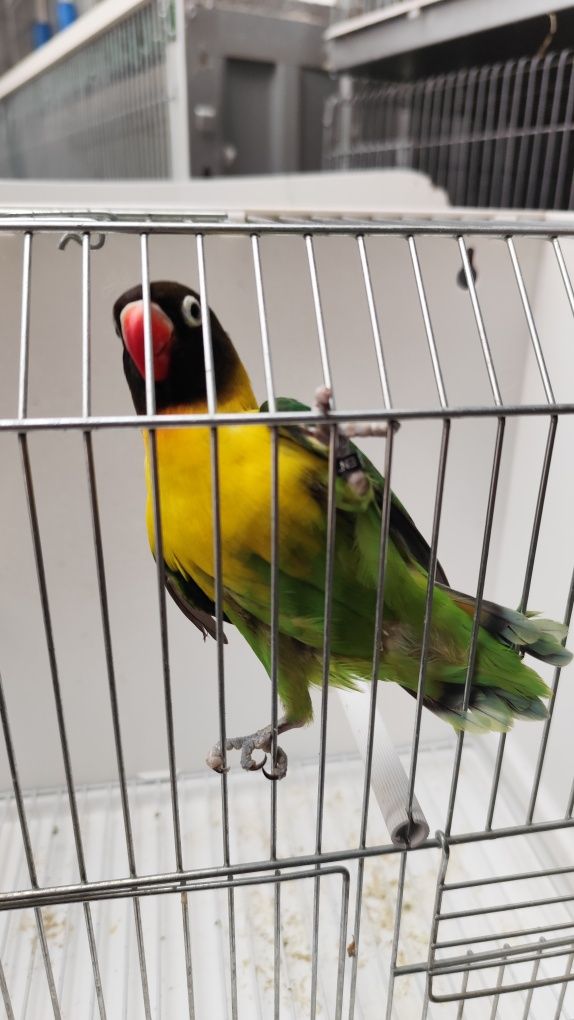 Agapornis Personatus