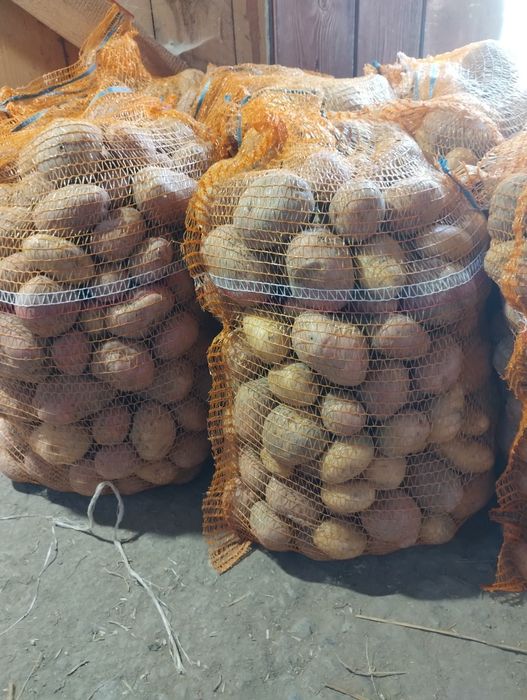 Ziemniaki ekologiczne 1 zł za kg.