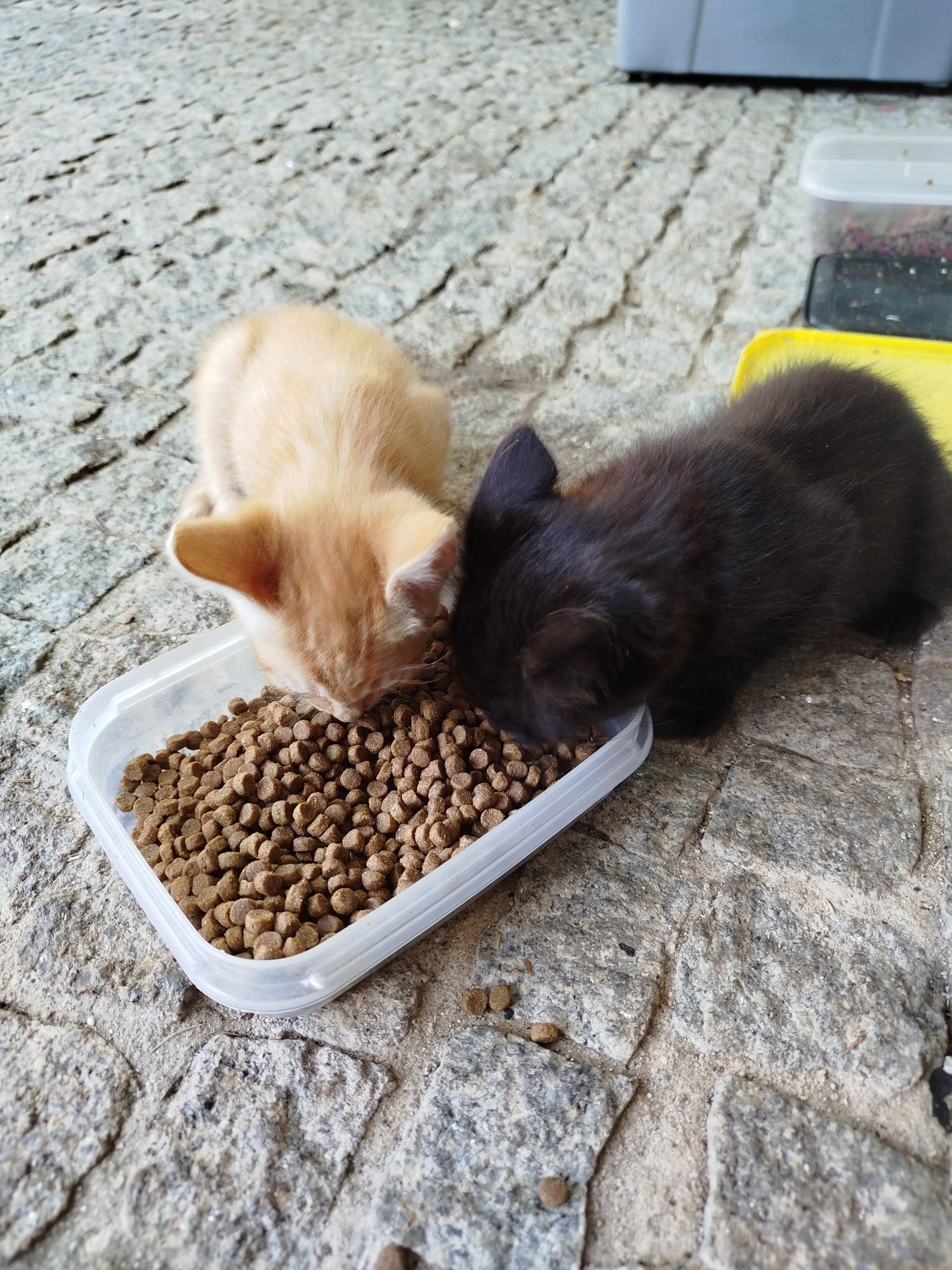 Gatinhas   bebés