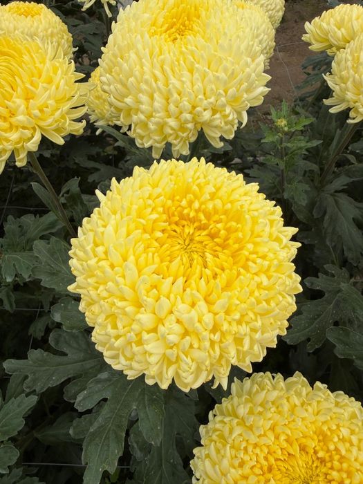 Chryzantema cięta kremowa