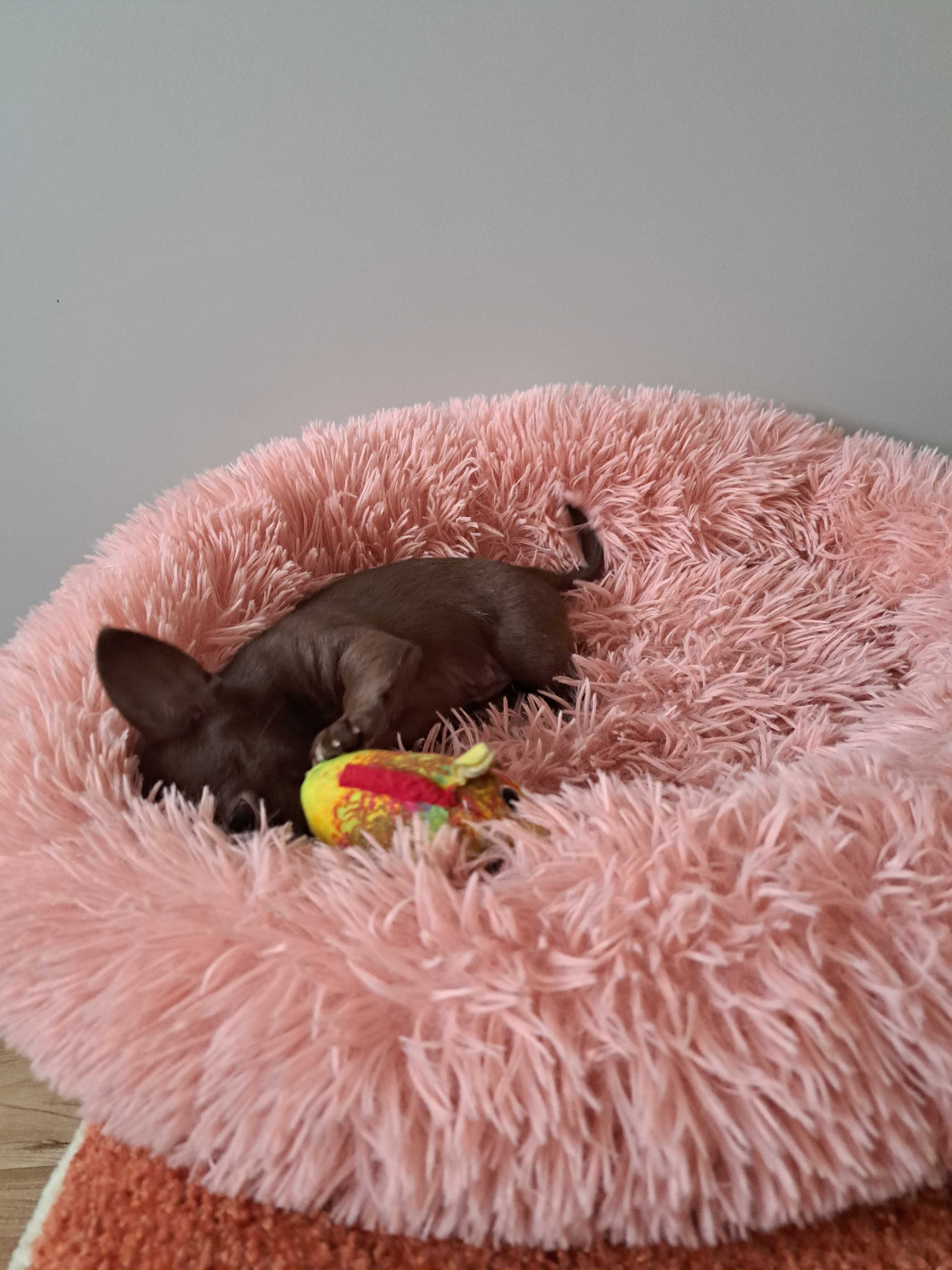 Chihuahua czekoladowa suczka