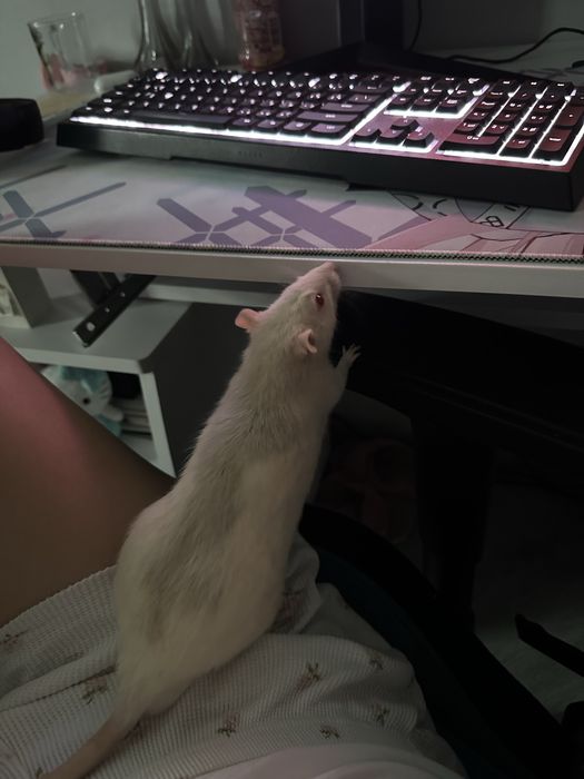 Пацюк Щур Гризуни