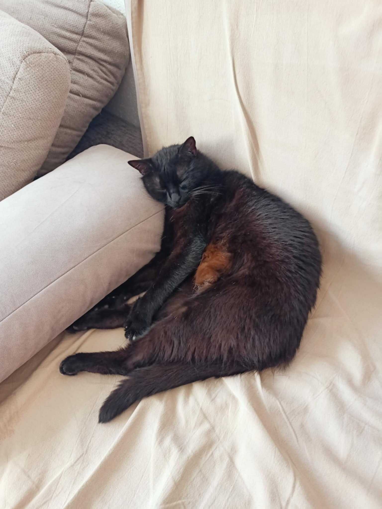 Kot do adopcji - Ciciuni