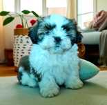 Shih tzu Suczka piękna