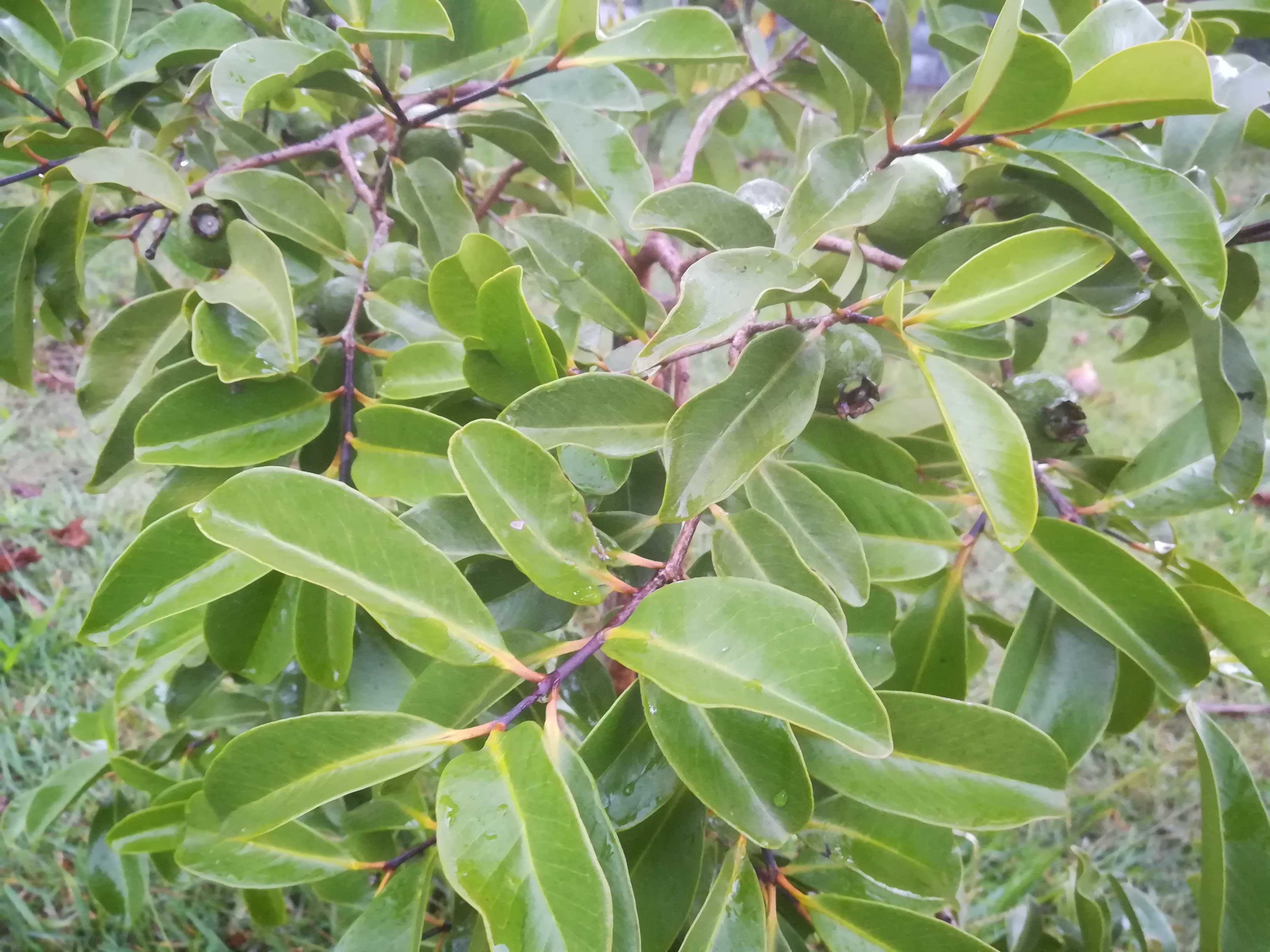 Araça da Restinga – Psidium Nutans