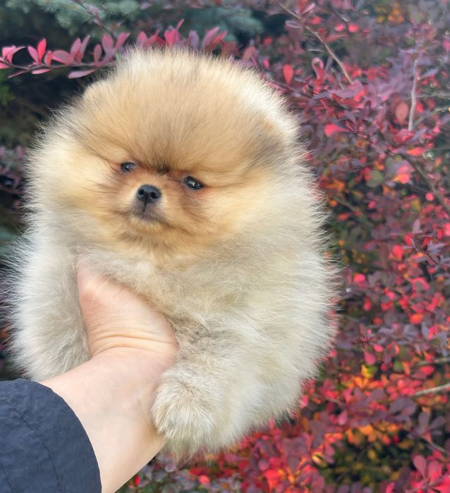 Szpic miniaturowy/pomeranian