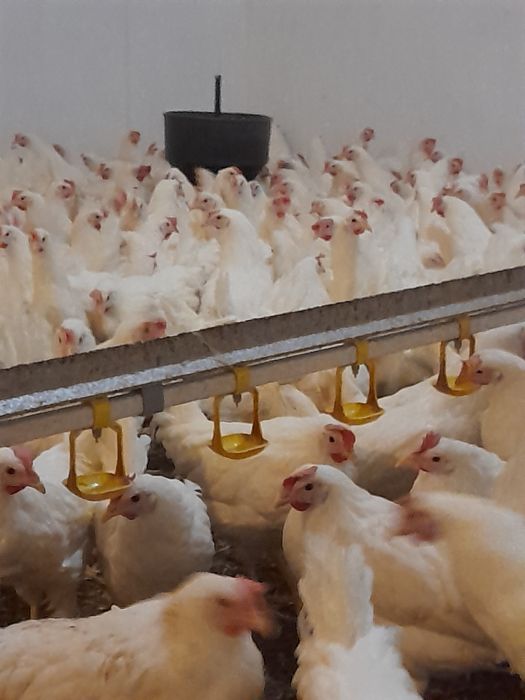 Kury Nioski Leghorn 24tyg z jajkiem Leghorny