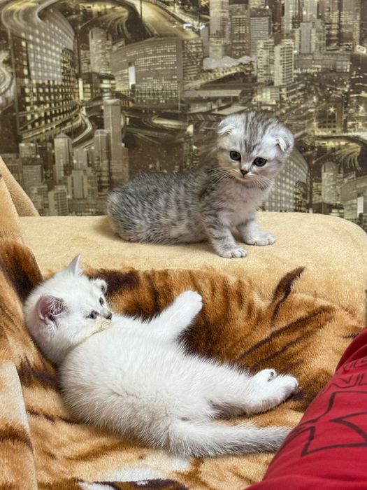 Шотландські кошенята