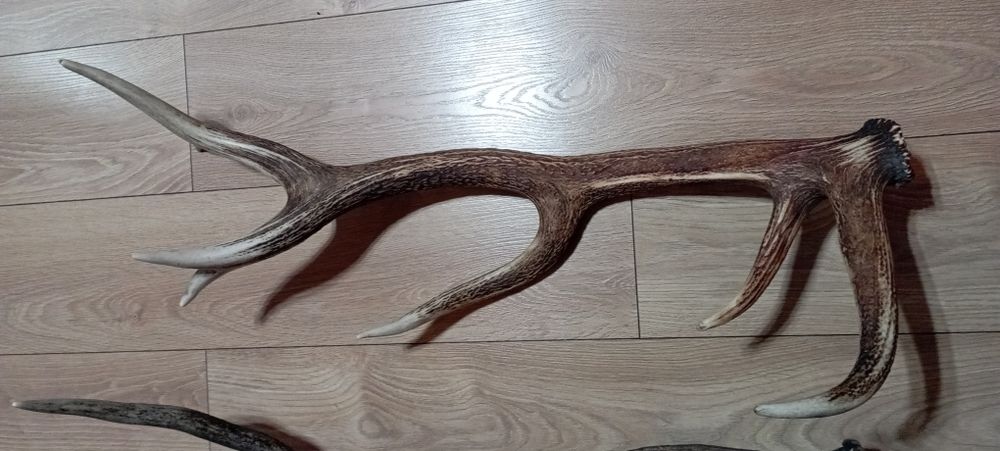 Poroże jelenia 80cm