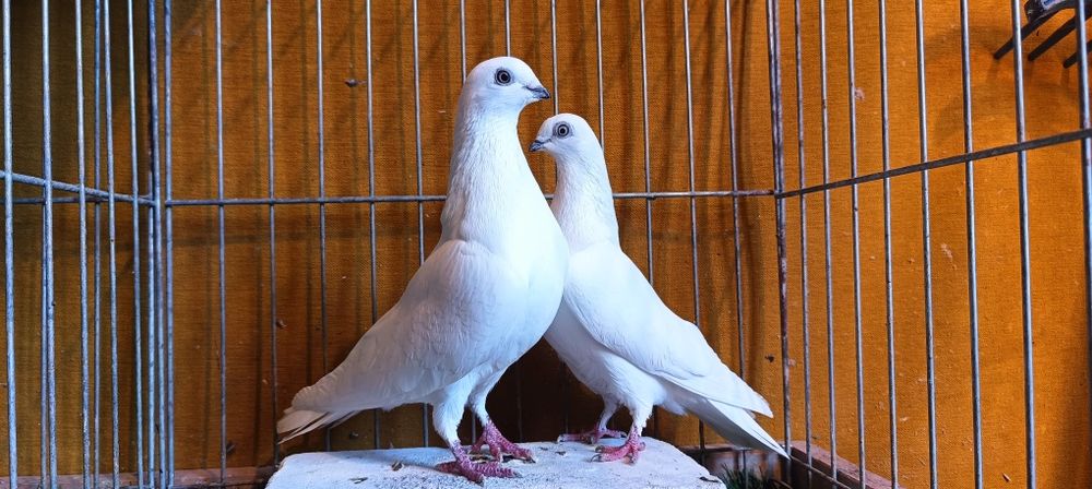 Gołębie z lotu  Budapeszty Czarnodzioby białe