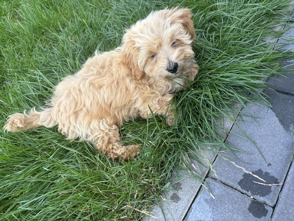 Uroczy piesek maltipoo