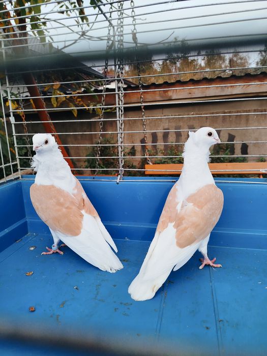 Gołębie z 2025 roku