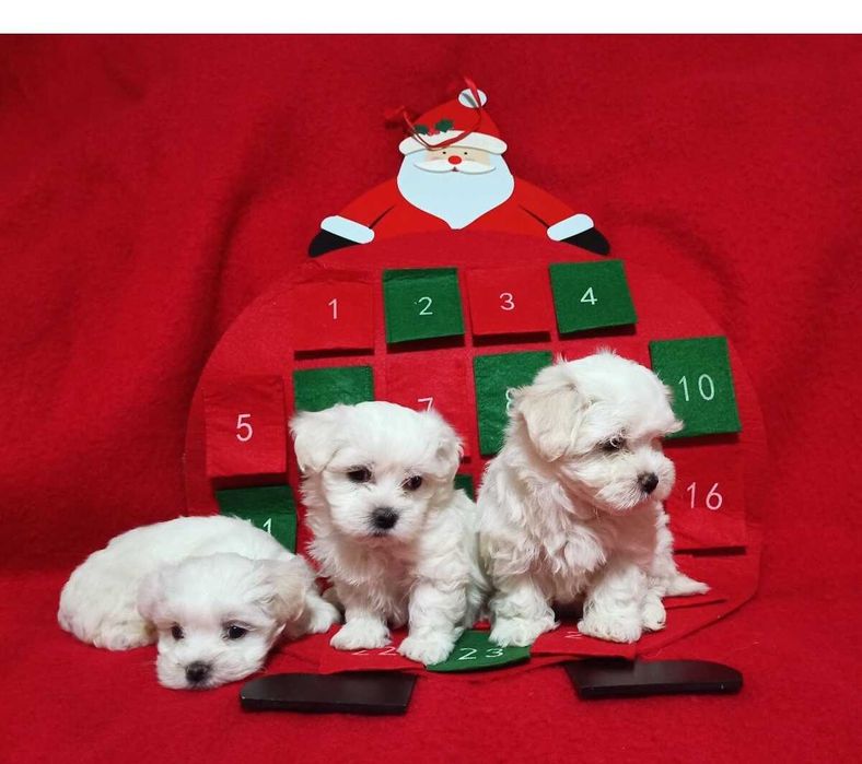 Suczka maltańczyk maltańczyk