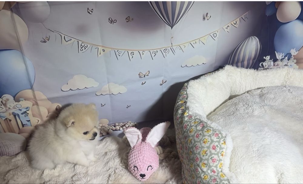 Pomeranian dziewczynka mini