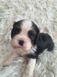 Cavalier King Charles Spaniel piesek