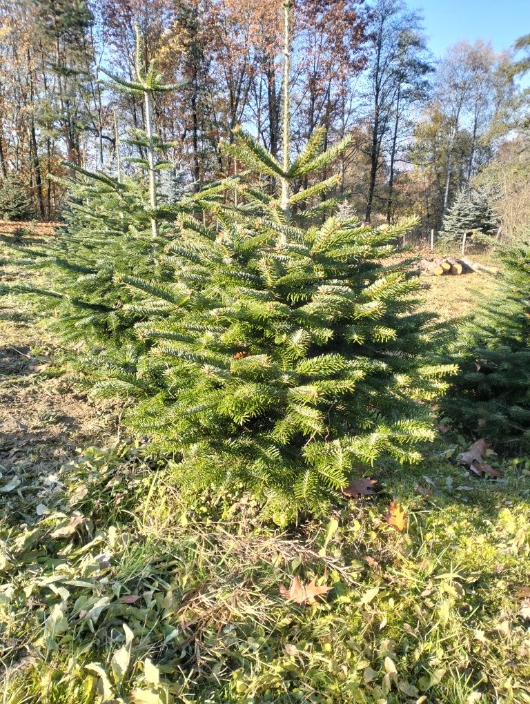 Choinki Bożonarodzeniowe