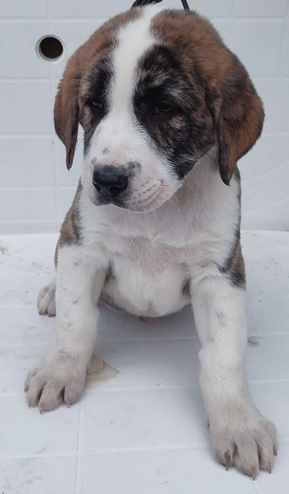 Szczeniaki owczarek środkowoazjatycki