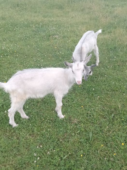 Маю на продаж козенят та  молоду козочку