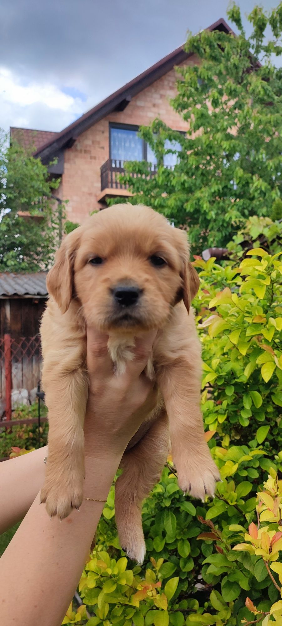 Golden Retriever złoty