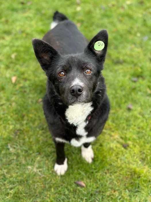 Przyjaciel na emeryturę Sunia Małgosia do adopcji