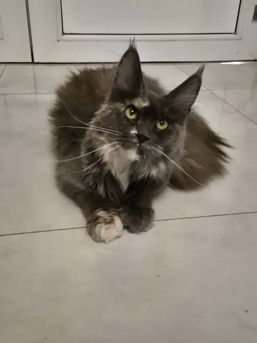 Kotka MCO po sterylizacji maine coon