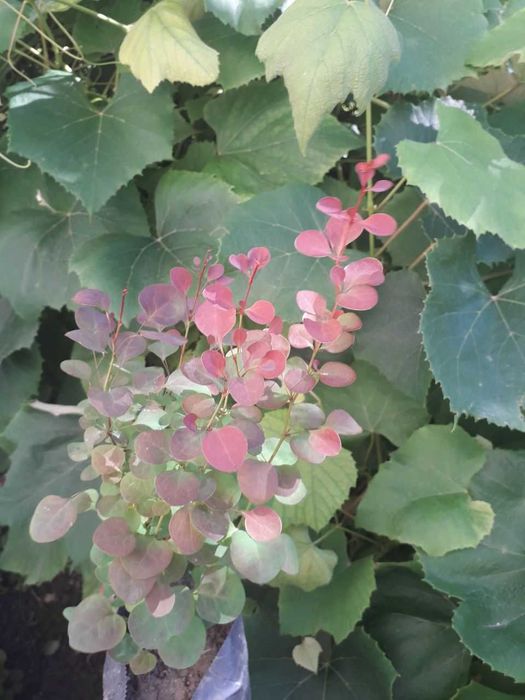 Барбарис декоративні кущі