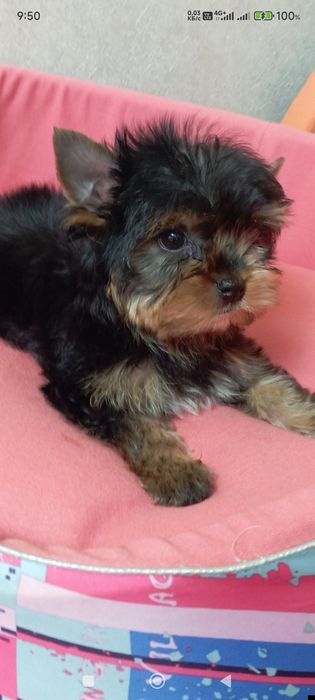 Продаю щенков йоркширского терьера.