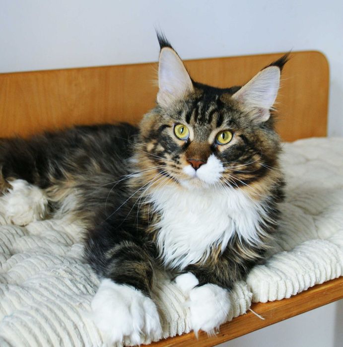 Maine Coon Polydactyl - kocurek