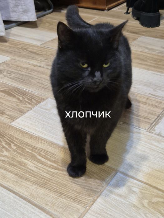 Животные бесплатно