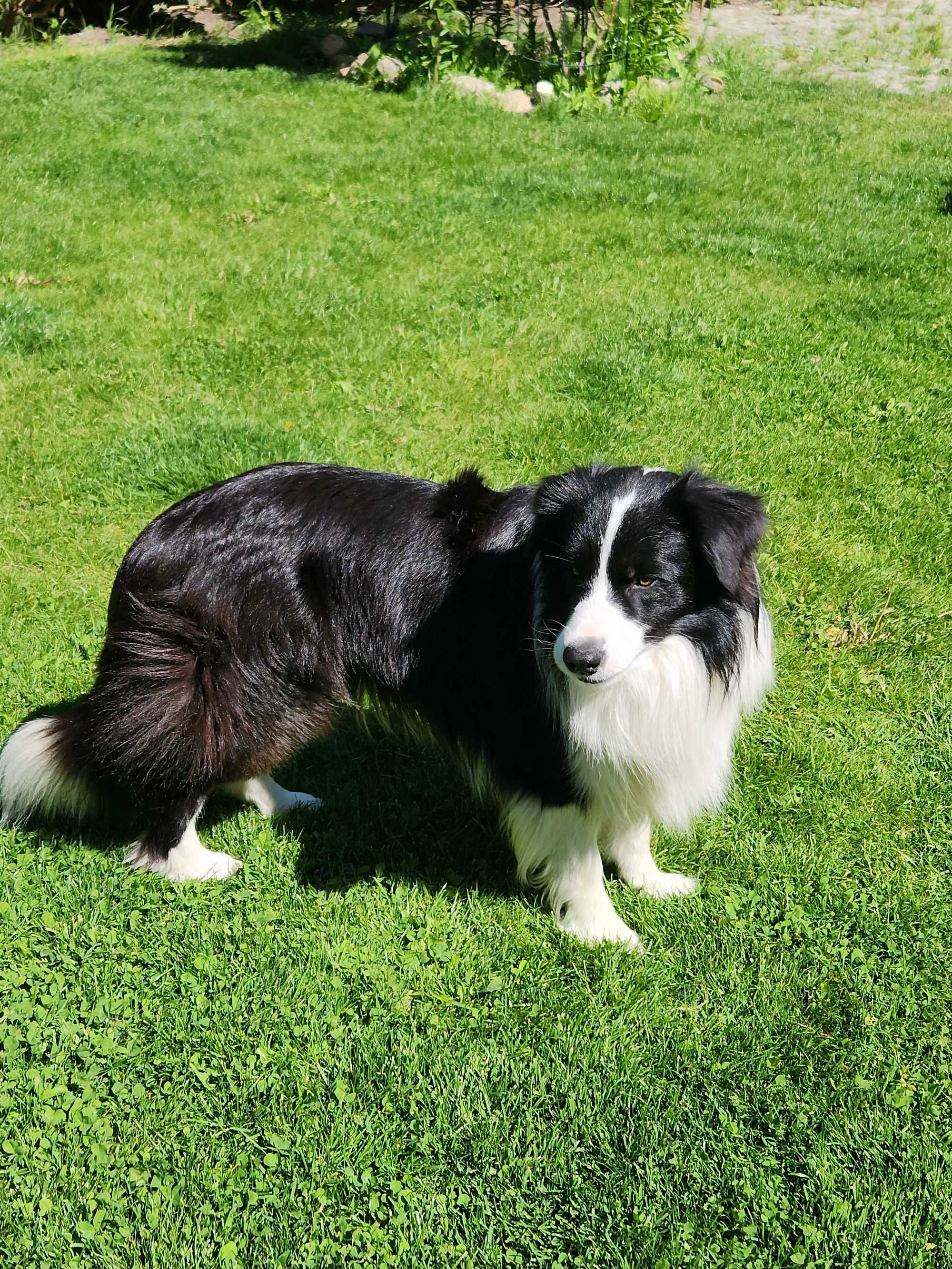 ATTIE gotowy do odbioru border collie samiec blue merle ZKwP FCI