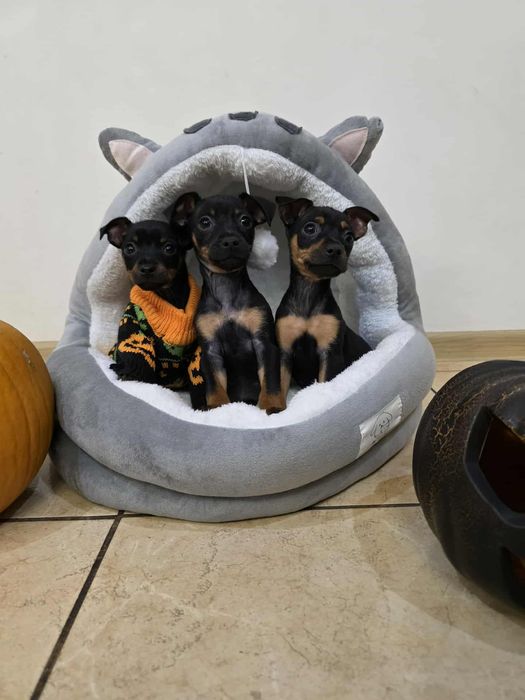 Pinczerek miniaturowy z rodowodem sunia