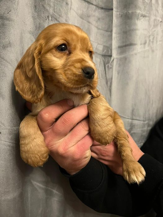 Cocker spaniel sunia z rodowodem