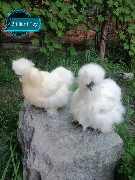 Шелковые куры-инкубационное яицо