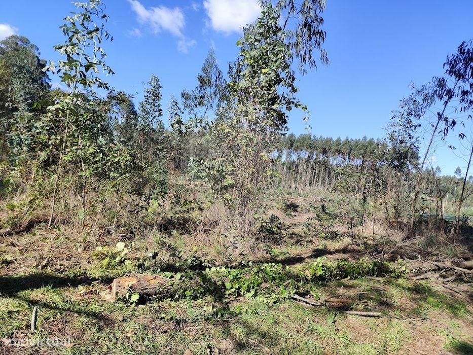 Terreno  para venda
