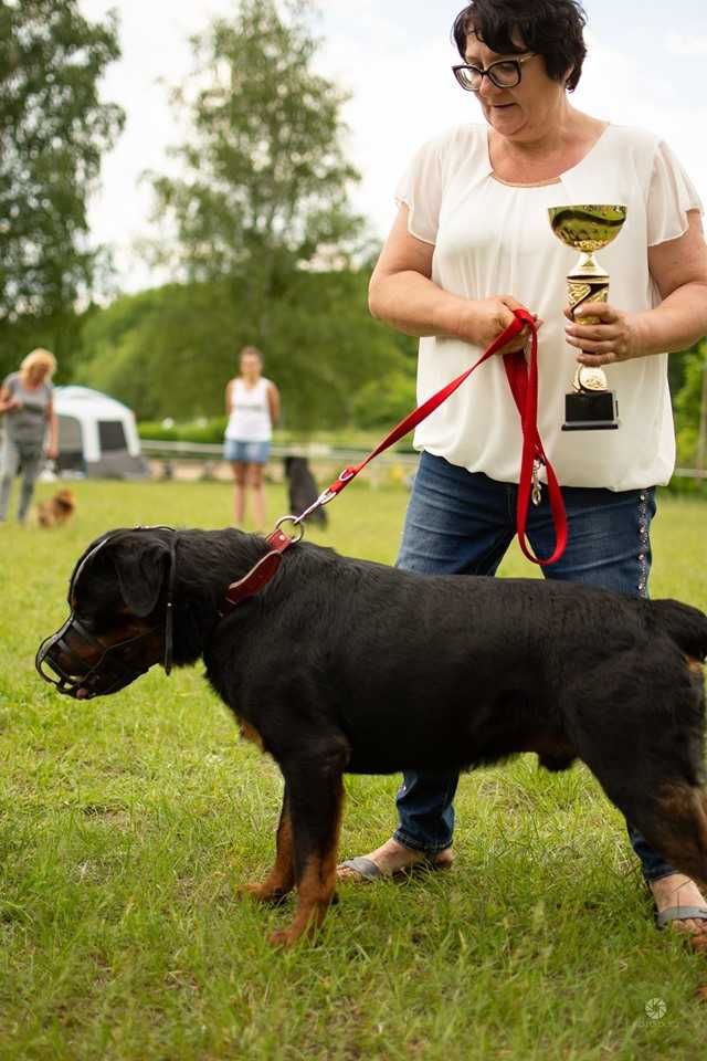 Rottweiler pies 3 letni