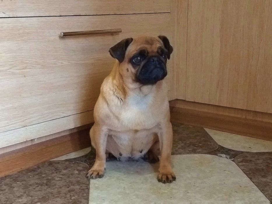 Продам дівчинку мопса