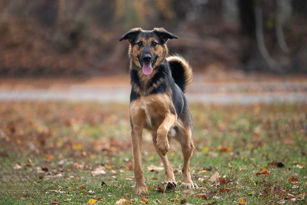 Віддам в добрі руки молодого собаку Кайзера.
