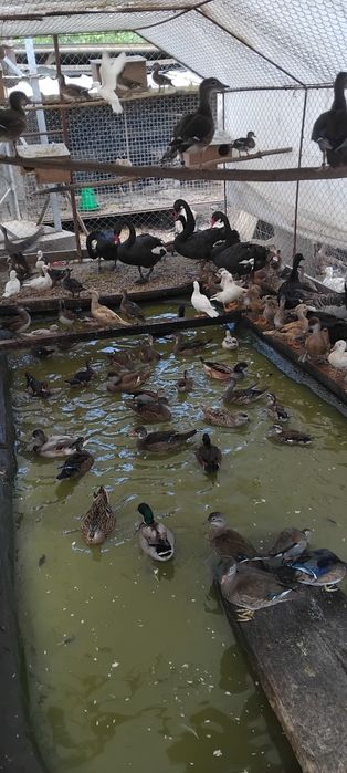 Aves patos mandarim branco, canela, vermelho, normal  .carolinos cinza