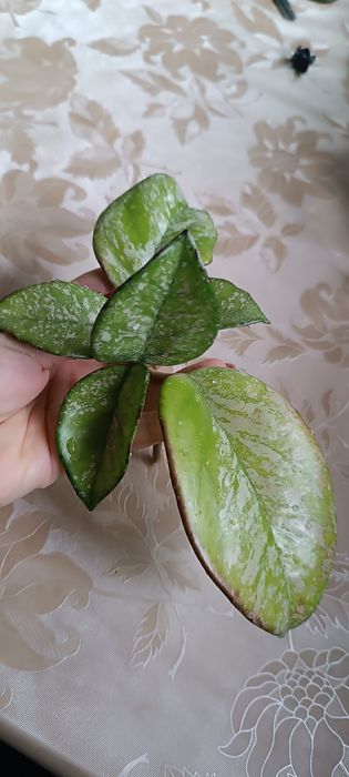 Hoya hoja Carnosa Freckles