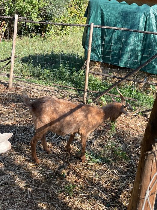 Vende-se  cabras