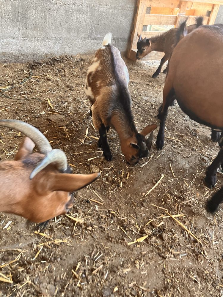 Cabras e chibos a venda