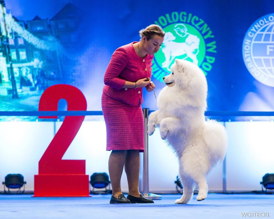 Szczenię Samoyed ZKwP odbiór GRUDZIEŃ 2025